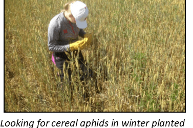 To Treat or Not to Treat – When is Insecticide the Right Choice?