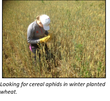 To Treat or Not to Treat – When is Insecticide the Right Choice?