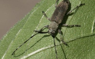 Prevent and Protect – best practices for controlling pests