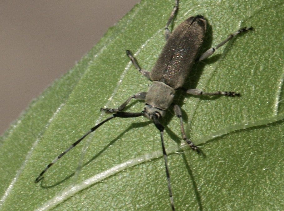 Prevent and Protect – best practices for controlling pests