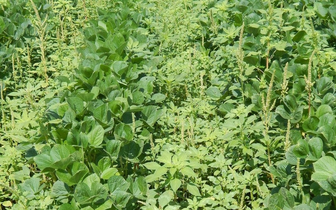 As spring greens up our farms, keep an eye out for Palmer amaranth