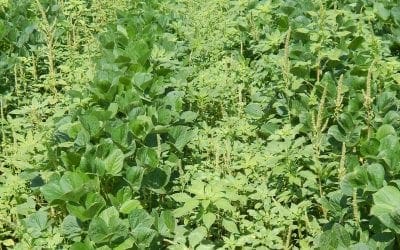 As spring greens up our farms, keep an eye out for Palmer amaranth